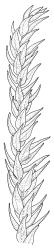 Cratoneuropsis relaxa “hypnobartlettia” growth form, branch. Drawn from collector unknown, Oct. 1973, CHR 105042A.
 Image: R.C. Wagstaff © Landcare Research 2014 